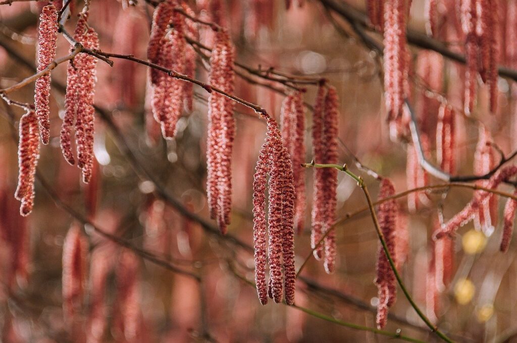 tree, nature, spring-7817426.jpg