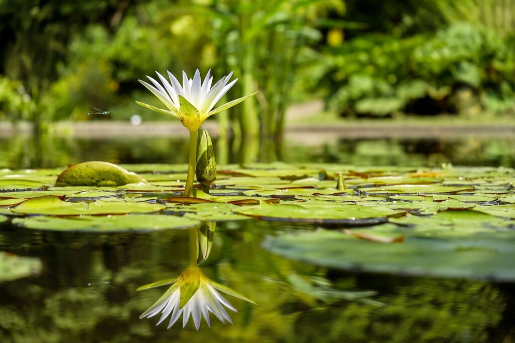 water lily, lily pads, pond-1857350.jpg